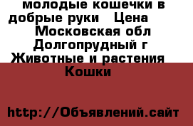 молодые кошечки в добрые руки › Цена ­ 100 - Московская обл., Долгопрудный г. Животные и растения » Кошки   